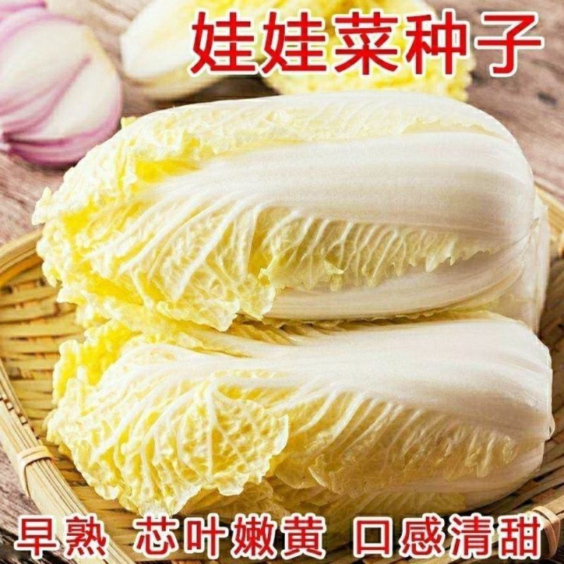 娃娃菜种子耐热蔬菜种子快速四季播种菜种籽大娃娃菜原装白菜