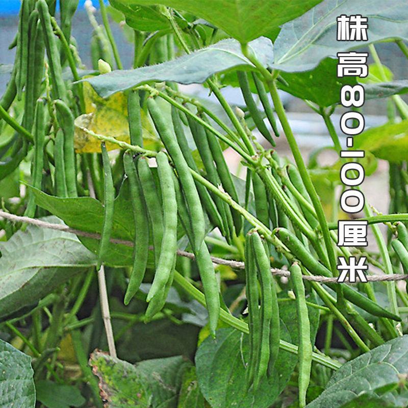 红小豆种子五谷杂粮养生红小豆种子大田农家菜园高产种籽
