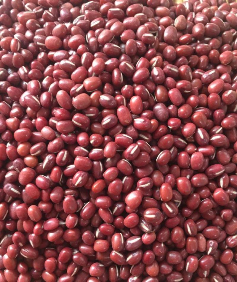 红小豆种子五谷杂粮养生红小豆种子大田农家菜园高产种籽
