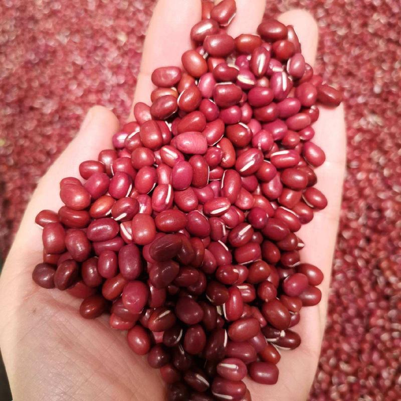 红小豆种子五谷杂粮养生红小豆种子大田农家菜园高产种籽