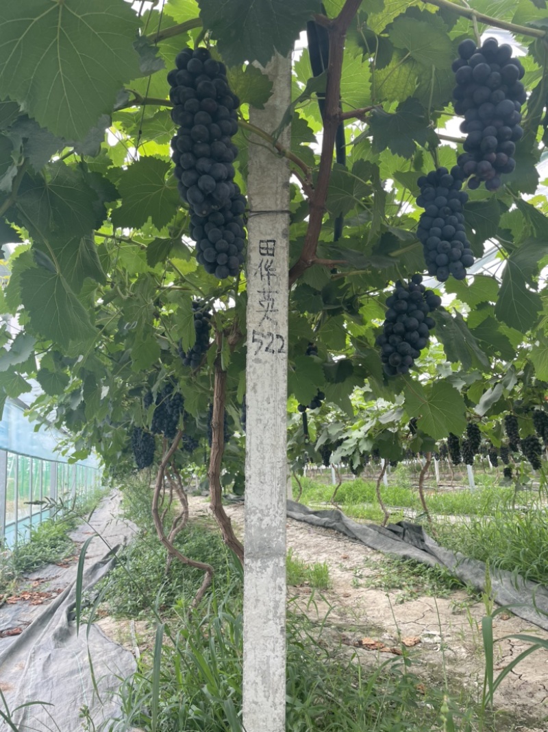 南太湖夏黑葡萄提子