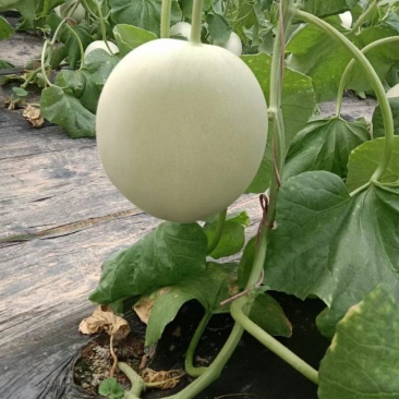莘县头茬玉菇大量上市,对接商超平台支持一件代发,