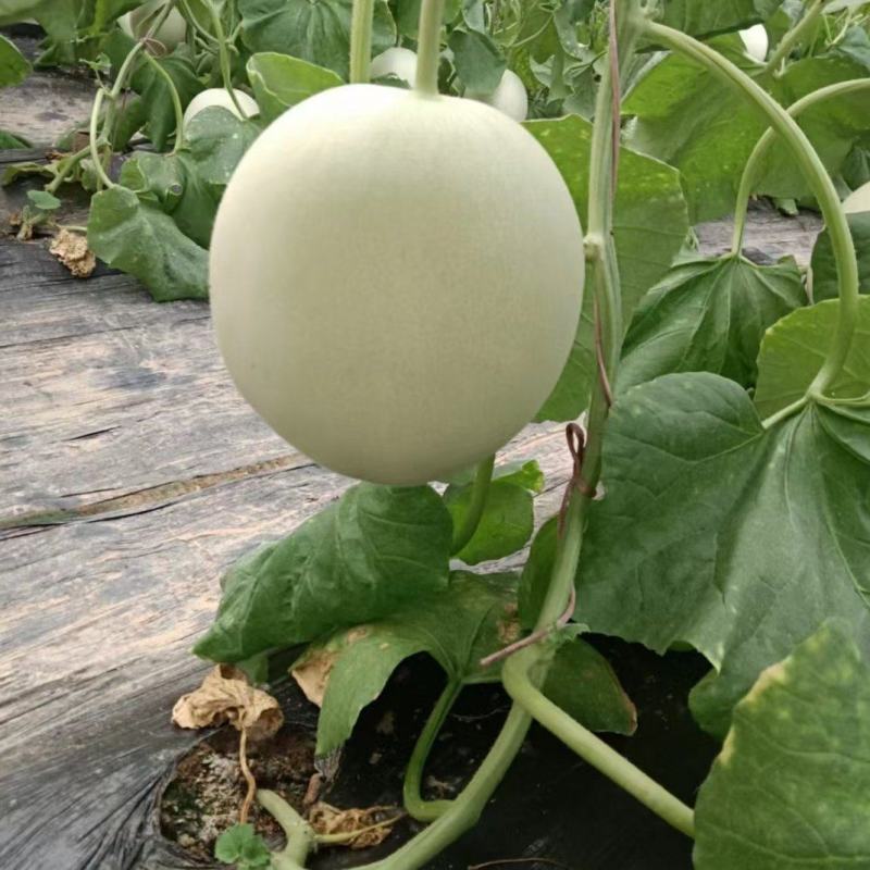 莘县头茬玉菇大量上市，对接商超平台支持一件代发，