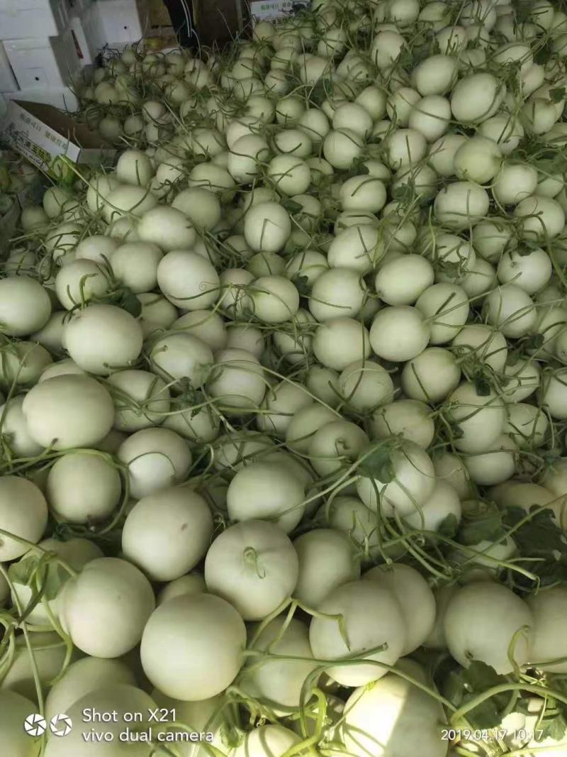 莘县头茬玉菇大量上市，对接商超平台支持一件代发，