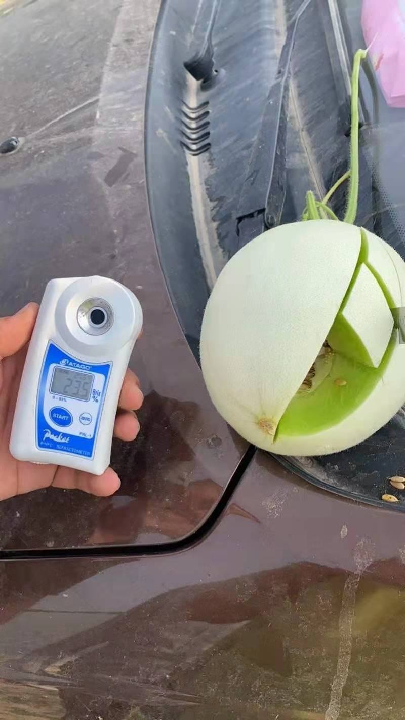 莘县头茬玉菇大量上市，对接商超平台支持一件代发，