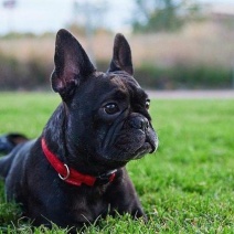 法牛法国斗牛犬支持全国发货疫苗齐全驱虫已做