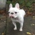 法牛法国斗牛犬支持全国发货疫苗齐全驱虫已做