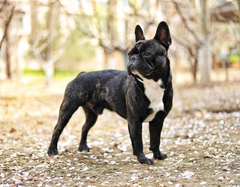 法牛法国斗牛犬支持全国发货疫苗齐全驱虫已做