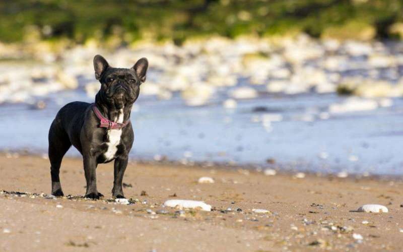 法牛法国斗牛犬支持全国发货疫苗齐全驱虫已做