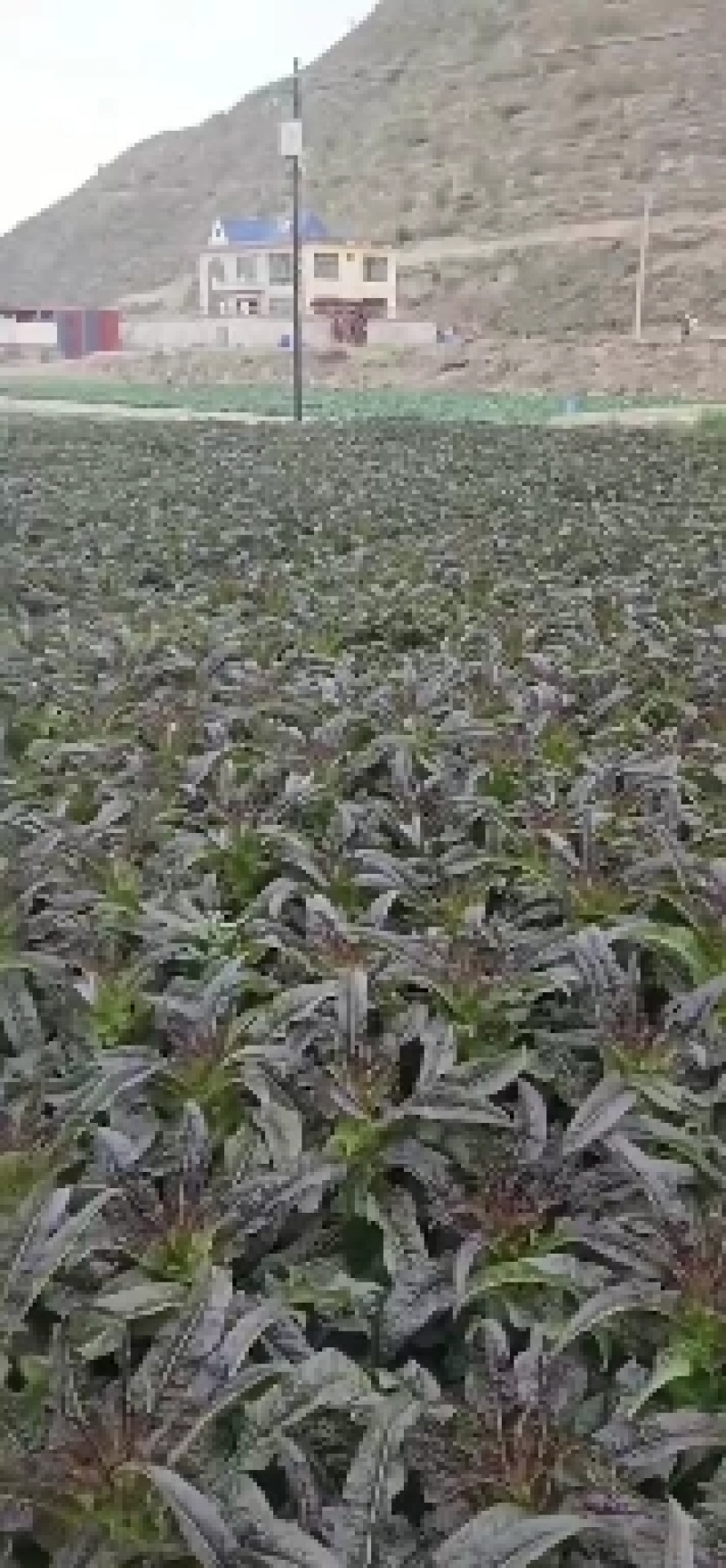 甘肃定西红叶莴笋大量上市，需要的抓紧联系了