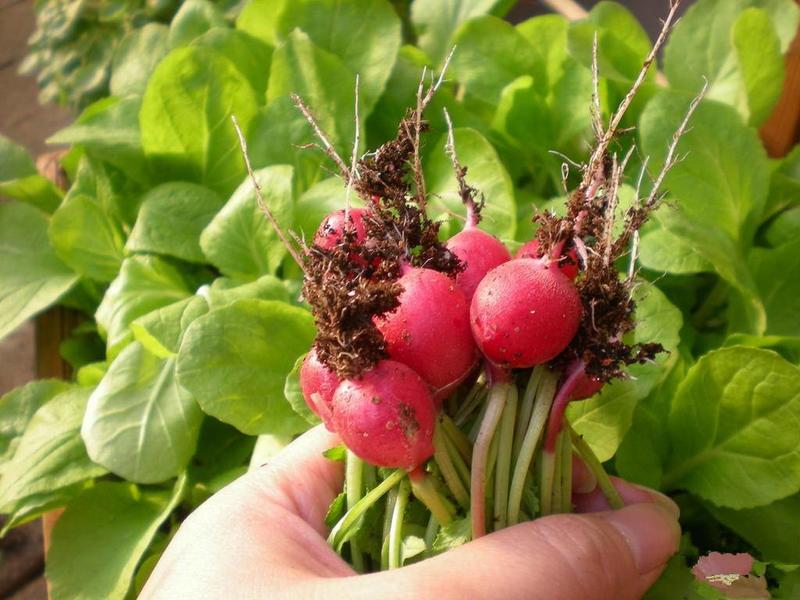 四季樱桃水果萝卜种子阳台盆栽田园种植高产迷你红萝卜蔬菜种