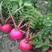 四季樱桃水果萝卜种子阳台盆栽田园种植高产迷你红萝卜蔬菜种
