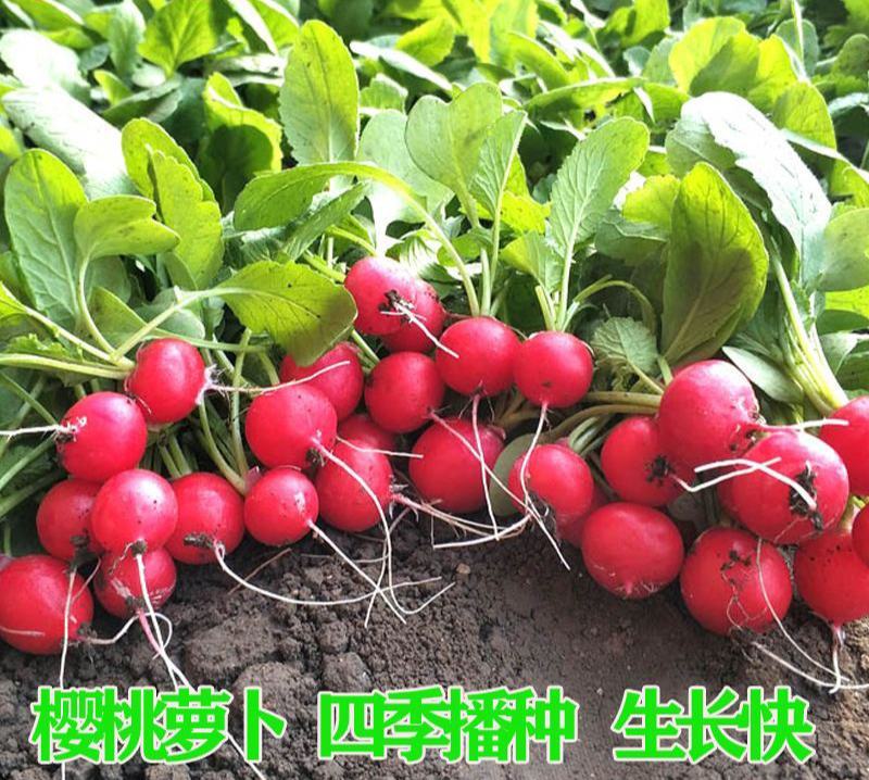 四季樱桃水果萝卜种子阳台盆栽田园种植高产迷你红萝卜蔬菜种
