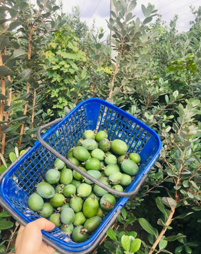 菲油果苗安德烈猫眼星阿波罗毛象费约果斐济果树苗