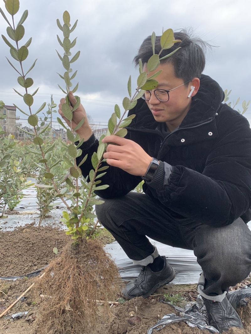 菲油果苗安德烈猫眼星阿波罗毛象费约果斐济果树苗