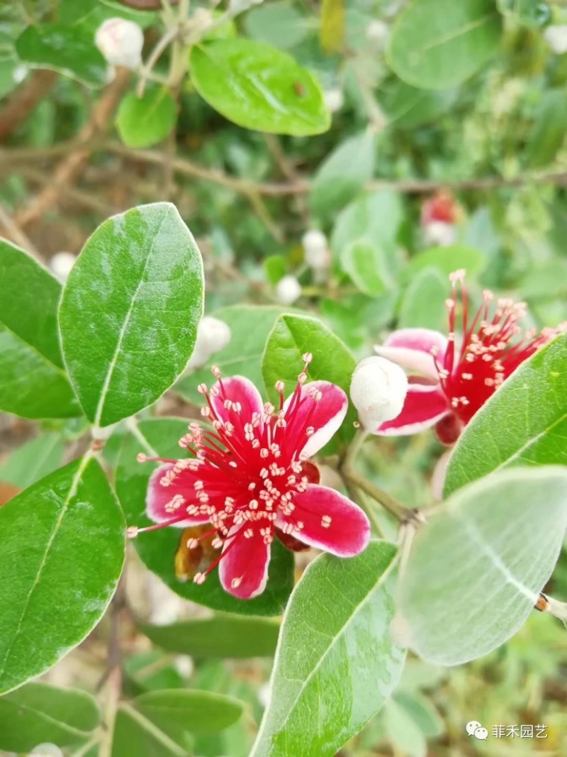 菲油果苗安德烈猫眼星阿波罗毛象费约果斐济果树苗
