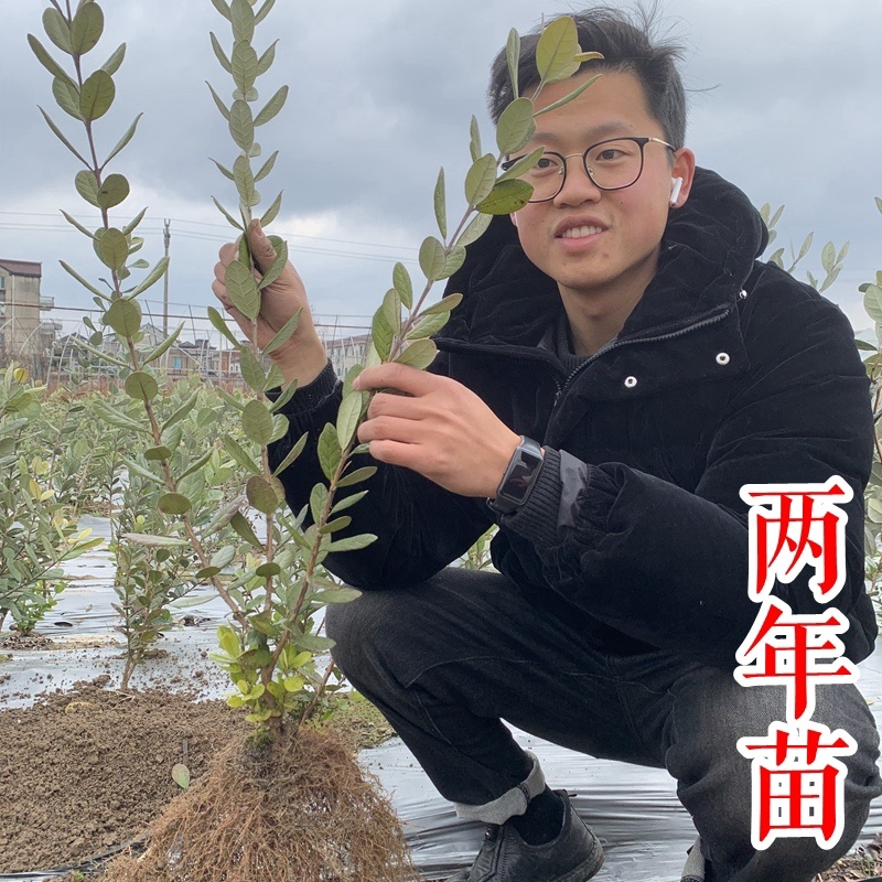 菲油果苗安德烈猫眼星阿波罗毛象费约果斐济果树苗