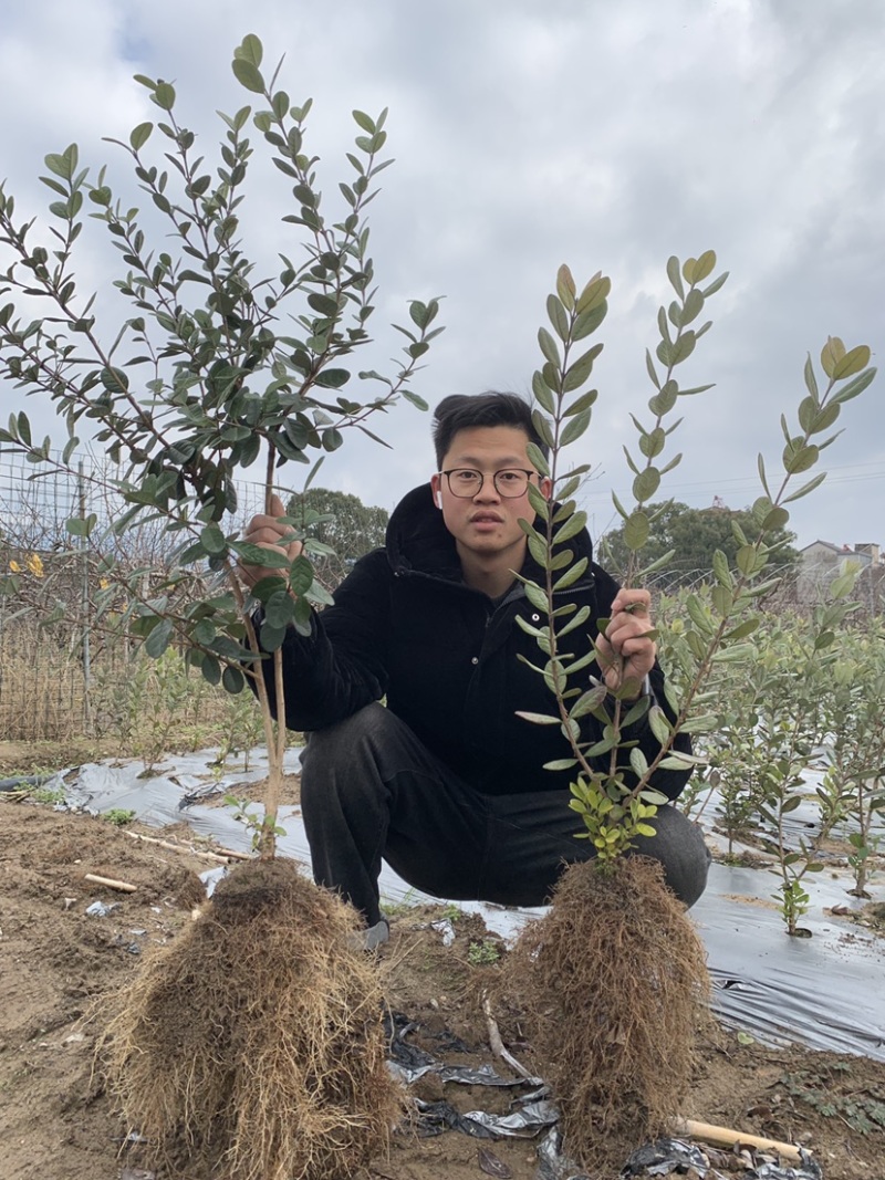 菲油果苗安德烈猫眼星阿波罗毛象费约果斐济果树苗