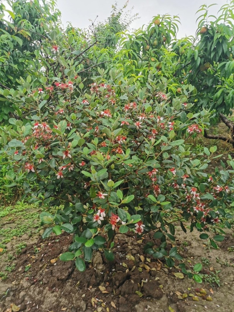 菲油果苗安德烈猫眼星阿波罗毛象费约果斐济果树苗