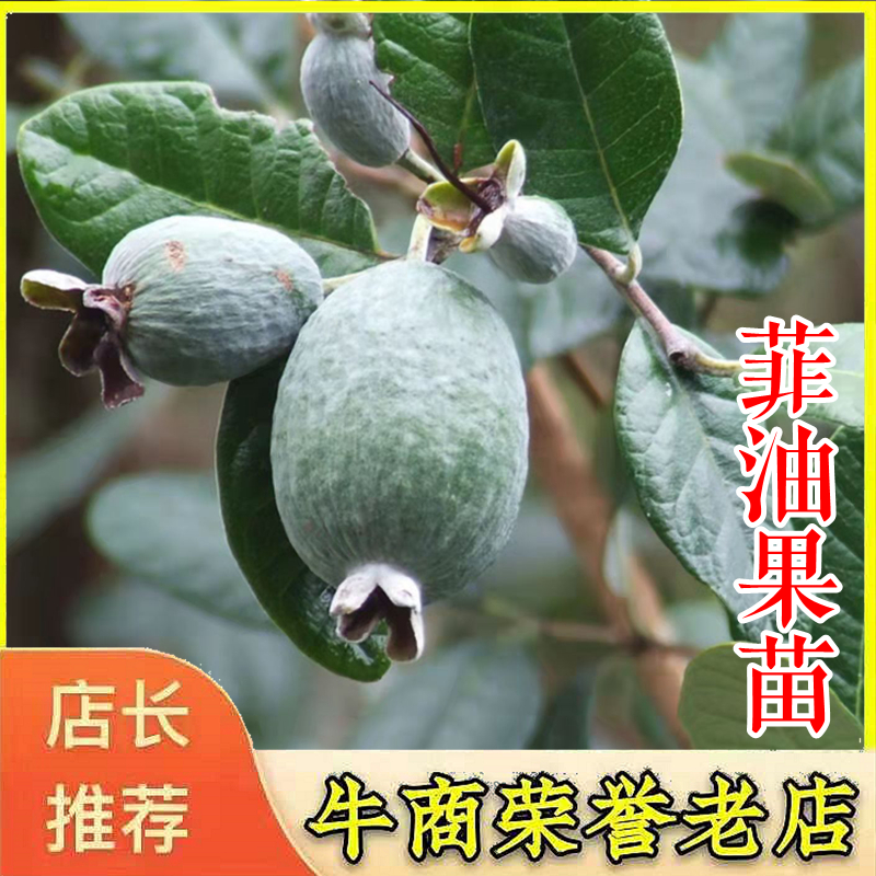 菲油果苗安德烈猫眼星阿波罗毛象费约果斐济果树苗