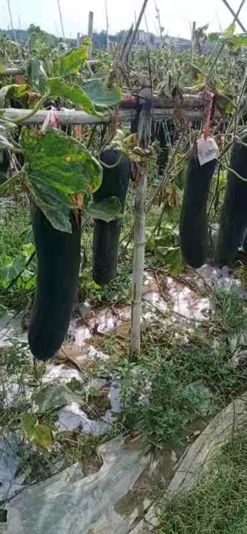 黑皮吊冬瓜30亩现货大量采购中欢迎新老客户田头看货下单采