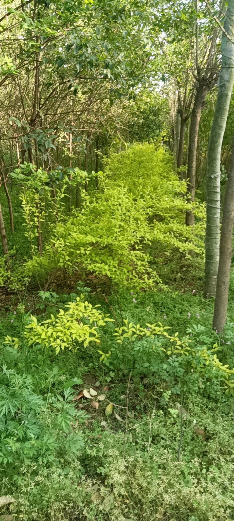 绿化苗木