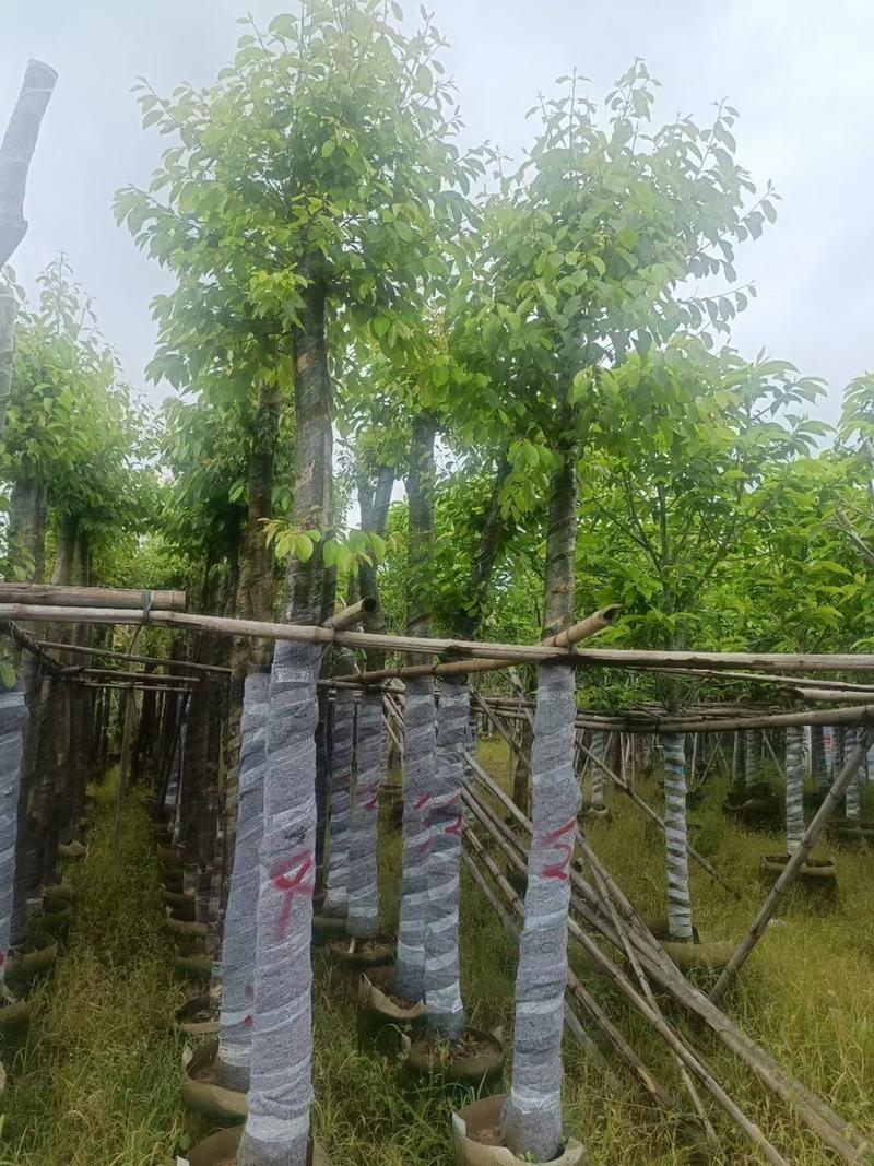 海南葡萄树8-10公分、广东普宁现货。支持视频。欢迎联系