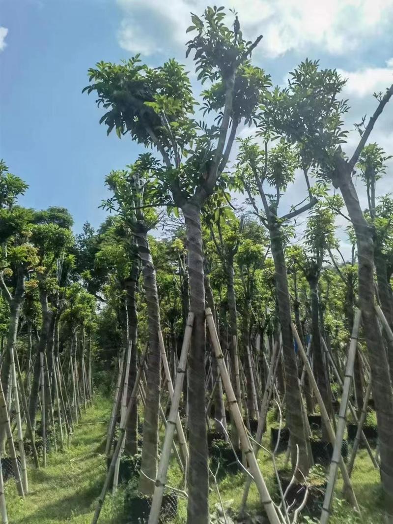 海南红豆树10-12公分、广东普宁现货、欢迎联系。