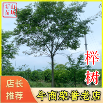 榉树12公分15公分16公分18公分【浙江嵊州】红榉树