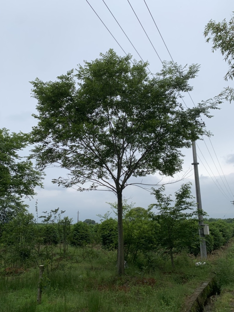 榉树12公分15公分16公分18公分【浙江嵊州】红榉树