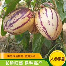 人参果种子四季播种籽稀有特色水果种子黄心高产亦果亦蔬阳台