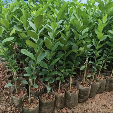 正宗广东香水柠檬苗，无核，子弹头，可快递