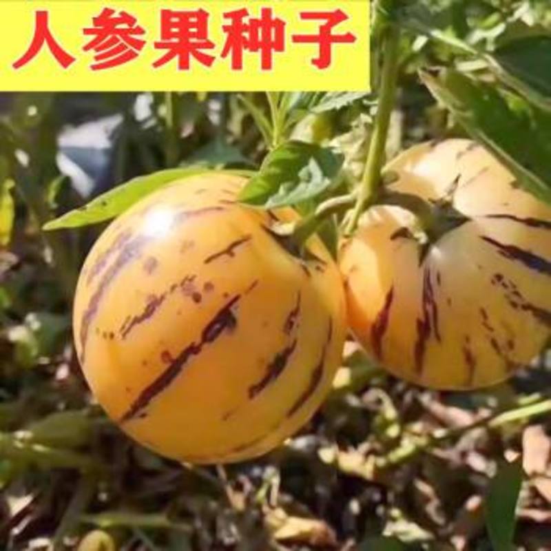 人参果种子四季播种籽稀有特色水果种子黄心高产亦果亦蔬阳台