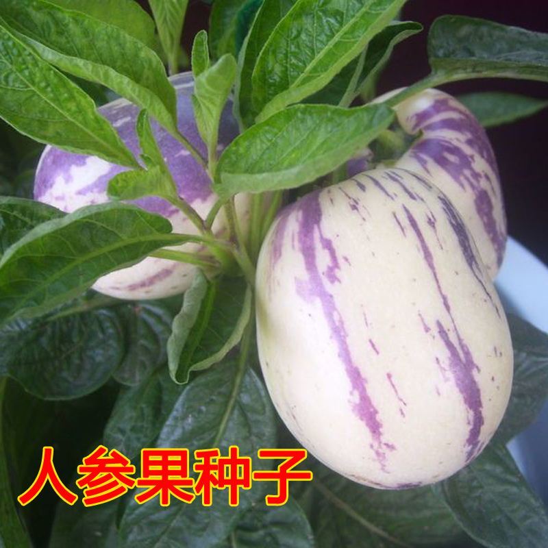 人参果种子四季播种籽稀有特色水果种子黄心高产亦果亦蔬阳台