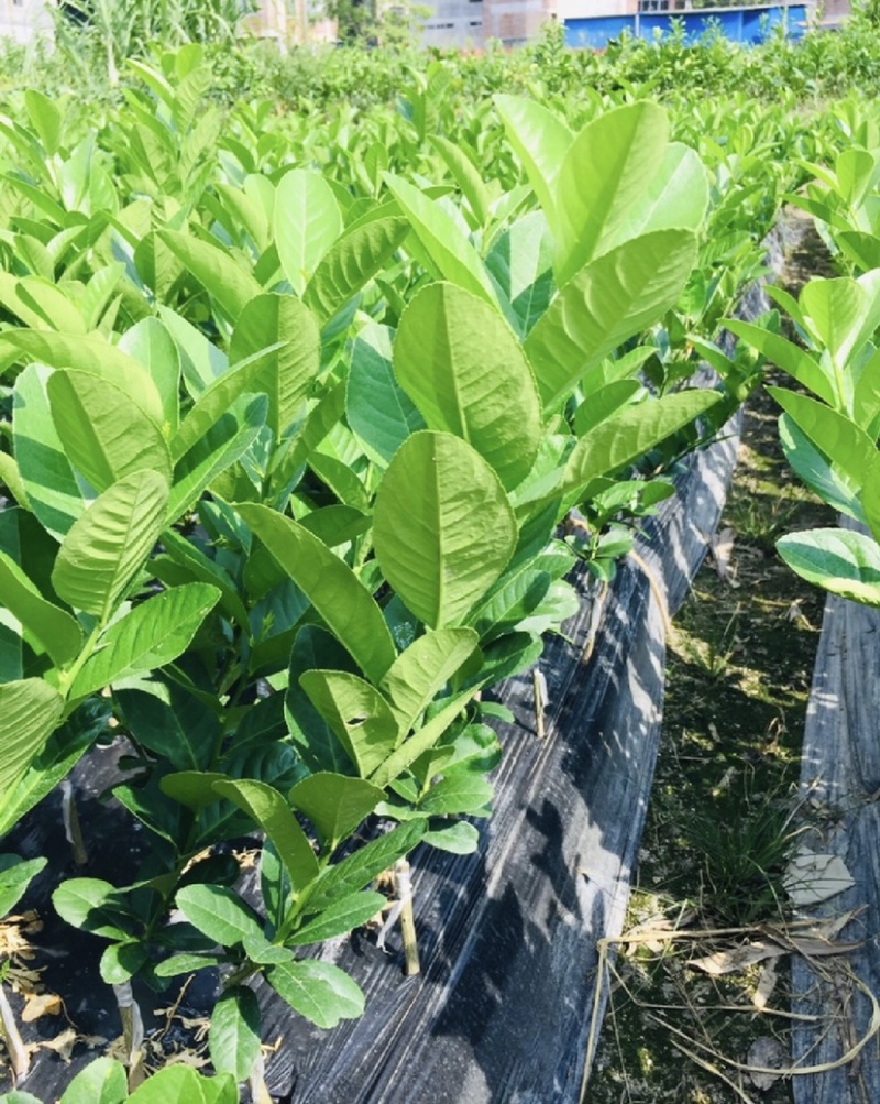 正宗广东香水柠檬苗，无核，子弹头，可快递