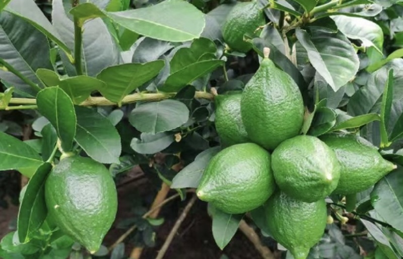 正宗广东香水柠檬苗，无核，子弹头，可快递