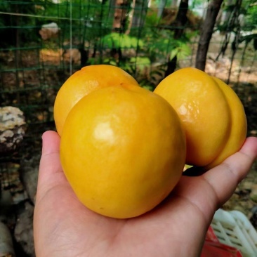 芒果油桃，金奥，中油十九，未来一，黄菊油。