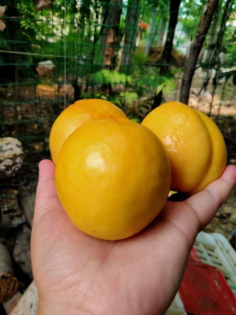 芒果油桃，金奥，中油十九，未来一，黄菊油。