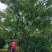 国槐，长期供应15-40的国槐，数量大，承接工程单及苗圃