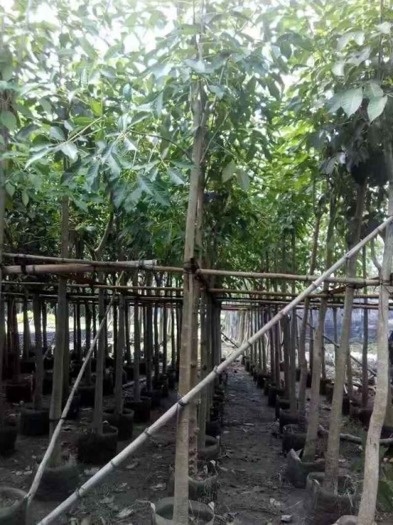 红花风铃木。各种规格齐全。支持视频看货欢迎联系