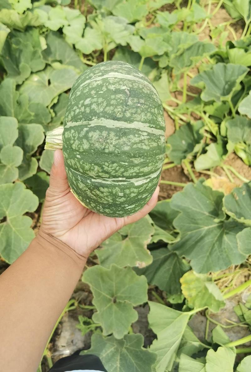绿禾菜业基地大量供应（市场货、电商货）精品板栗南瓜