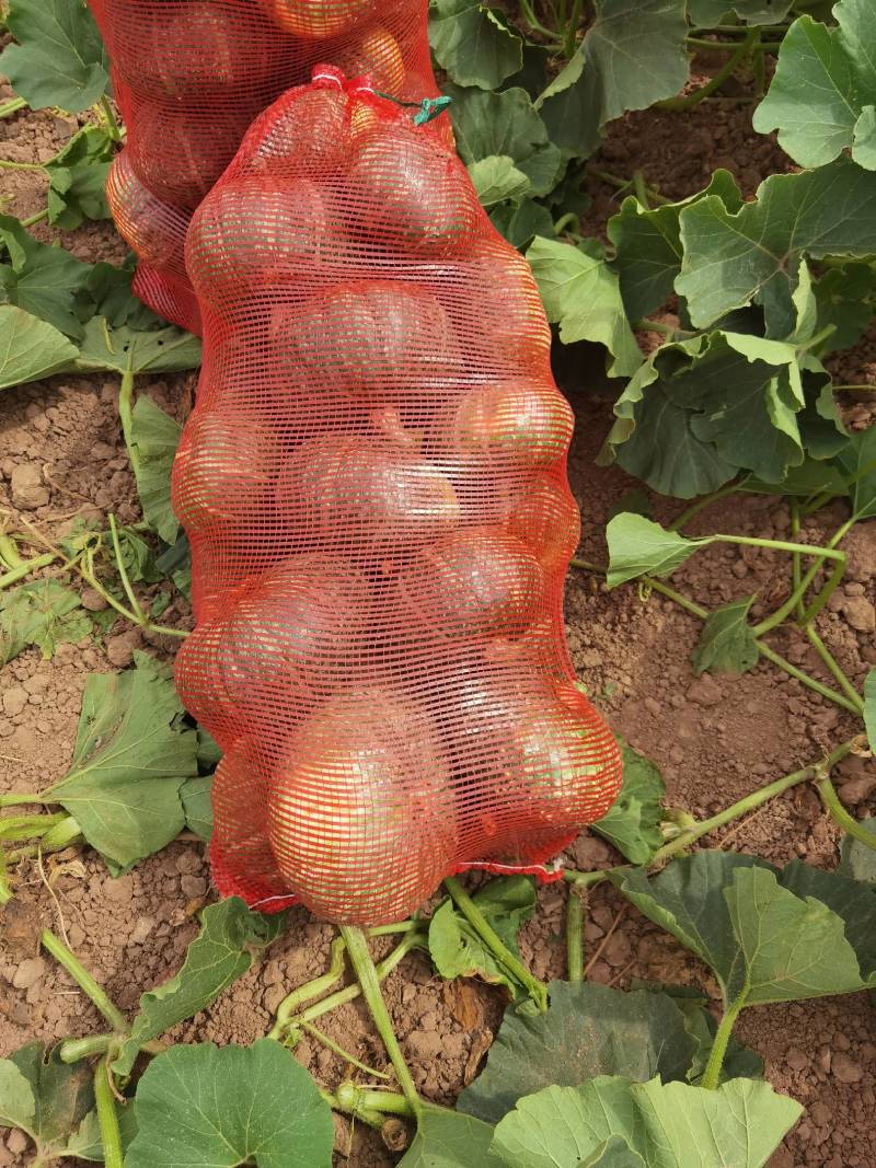 绿禾菜业基地大量供应（市场货、电商货）精品板栗南瓜