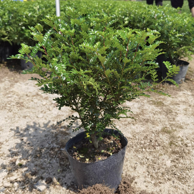 胡椒木福建漳州胡椒木18杯苗种植基地长期供应充足