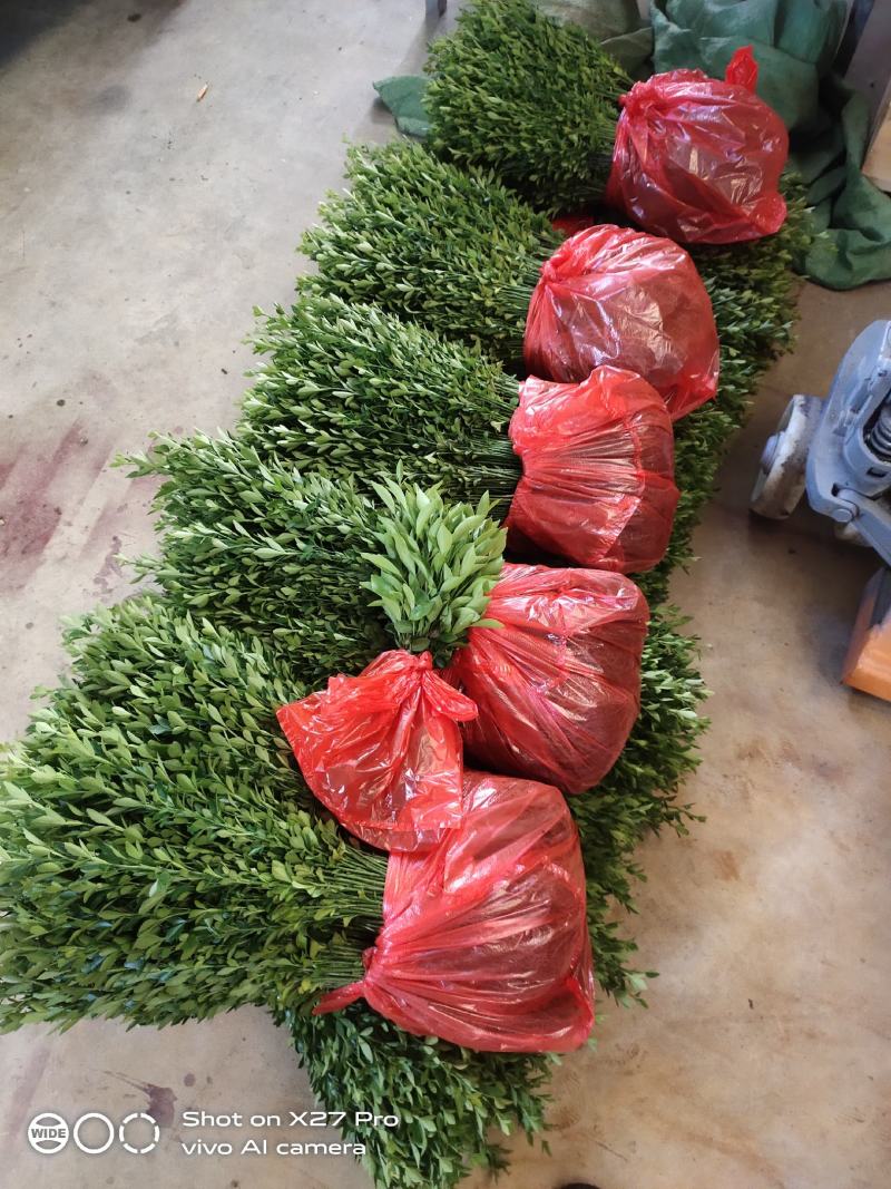 畅销产品枳壳芽苗广西桂林中园绿化果苗基l，，