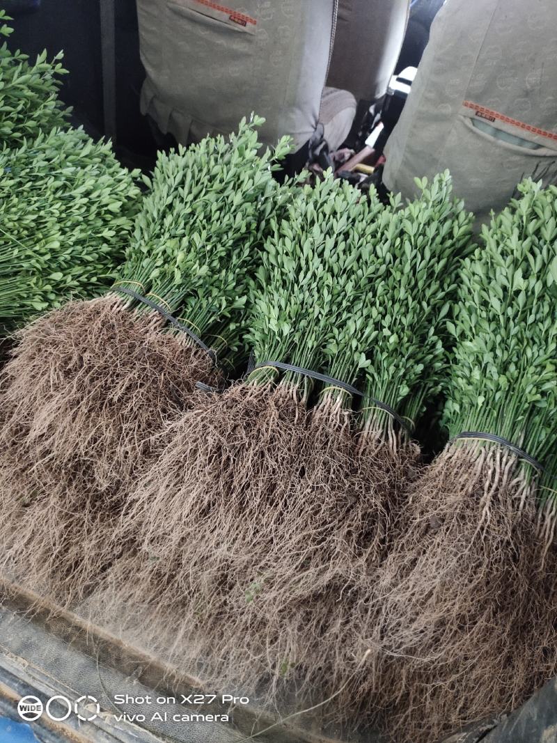 畅销产品枳壳芽苗广西桂林中园绿化果苗基l，，