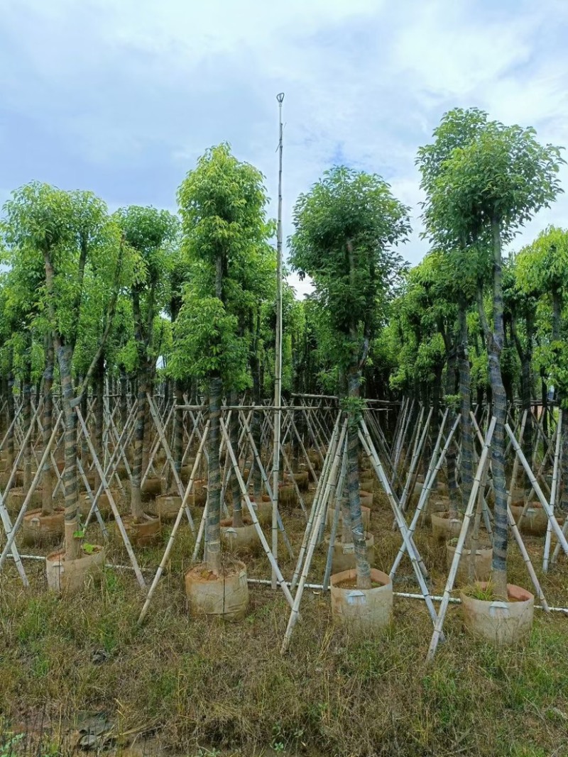 香樟骨架货10-12-15公分，支持视频看货，品质保证