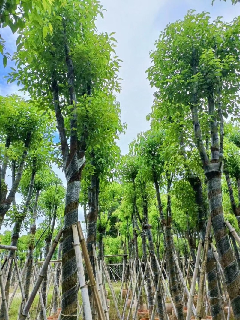 香樟骨架货10-12-15公分，支持视频看货，品质保证