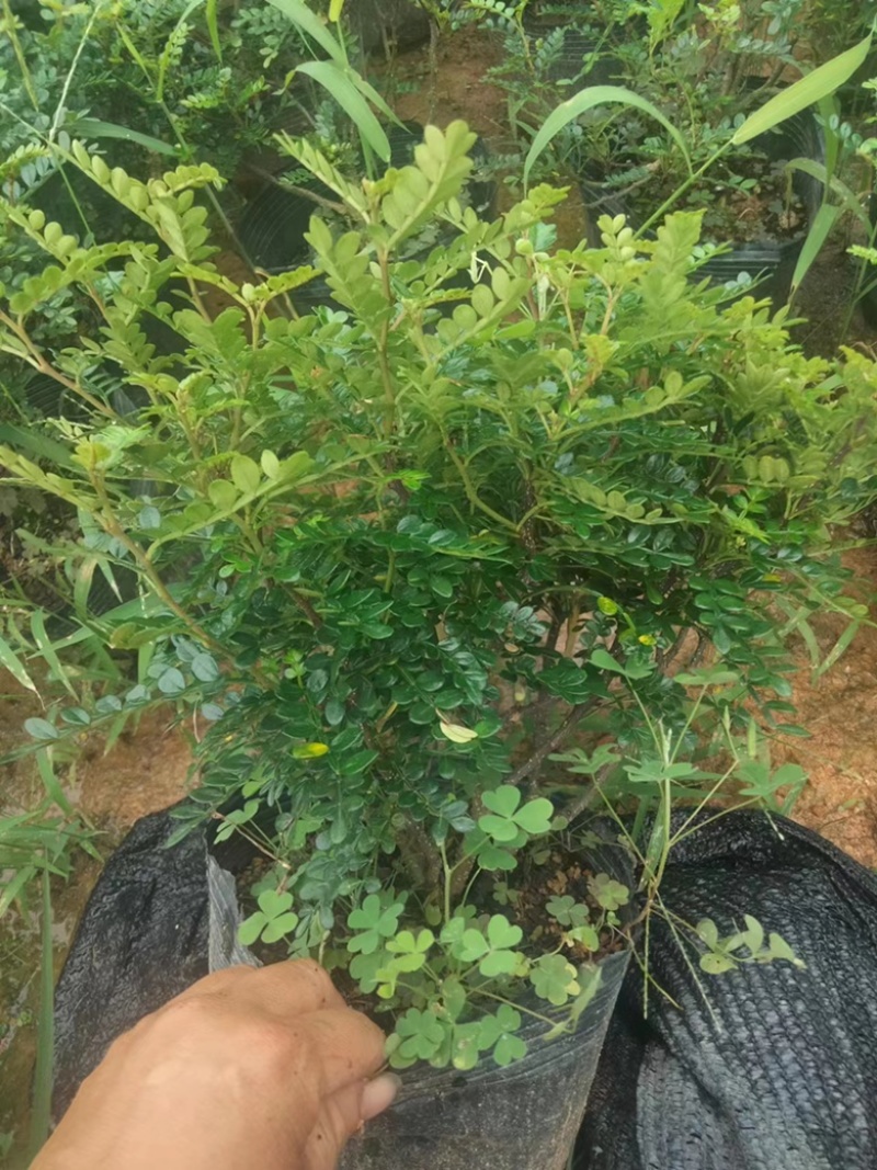 胡椒木福建漳州胡椒木18杯苗种植基地长期供应充足