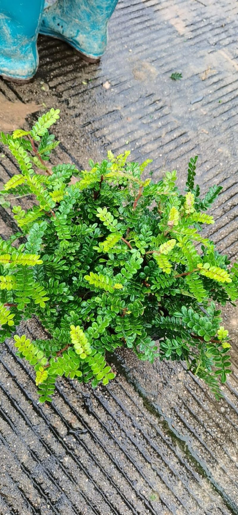胡椒木福建漳州胡椒木18杯苗种植基地长期供应充足