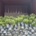 胡椒木福建漳州胡椒木18杯苗种植基地长期供应充足